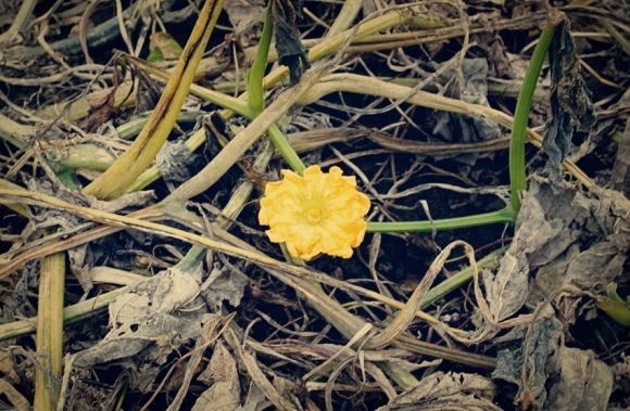 flower-in-the-weeds